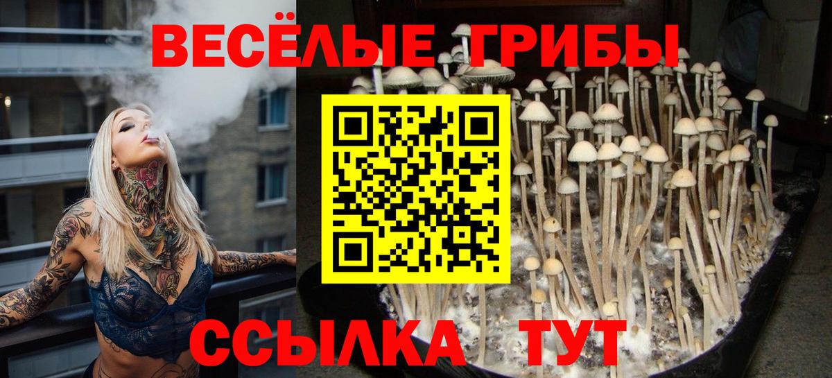 Псилоцибиновые грибы Psilocybe  Вход с VPN  Богданович 